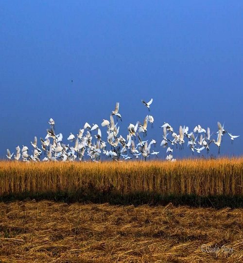 15194455_1115395015180638_479613183042150928_o-q0bjuntq5fdpo1rglw72ux8i0ne0544fp48rdnthqw (1)