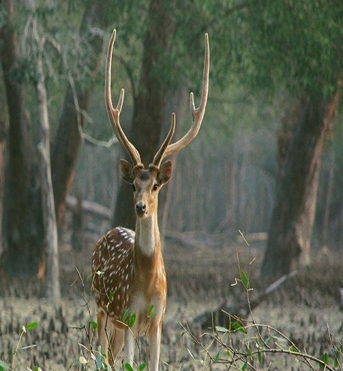 Spotted-male-deer-Sundarbans-national-park-west-bengal-q0b8aod1kxxfkm05o2yxdw8pttq5ncovu6kxh8lrfc (1)