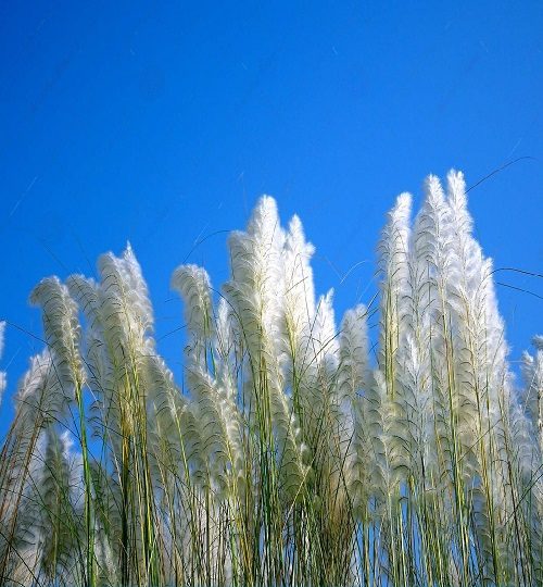 beautiful-white-kash-kans-grass-flower-blue-sky-plant-growing-india-durga-puja-festival-time-background-126923405-transformed-q0b8aod1kxxfkm05o2yxdw8pttq5ncovu6kxh8lrfc